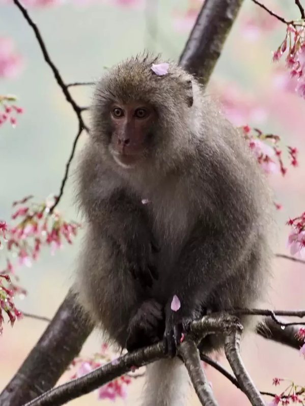 獼猴穿梭在櫻花樹間，模樣可愛討人喜愛。
 圖／武陵農場提供