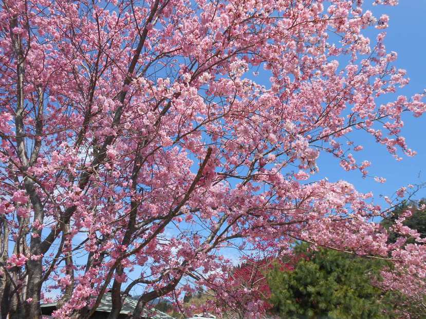 拉拉山的櫻花花期預計於228連假期間展開。
 圖／旅遊作家943 提供