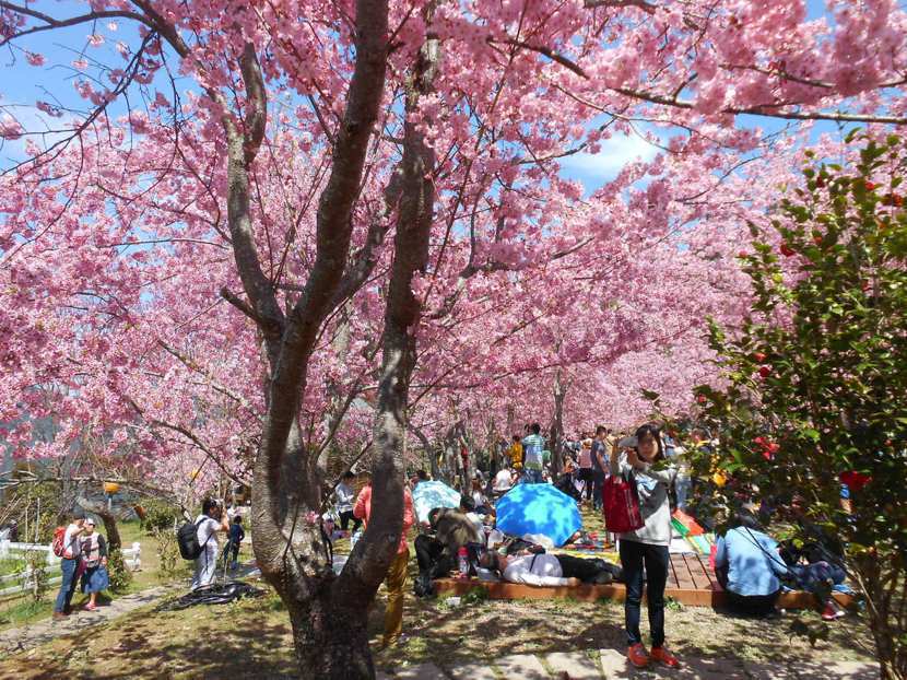 拉拉山的櫻花花期預計於228連假期間展開。 圖／旅遊作家943 提供