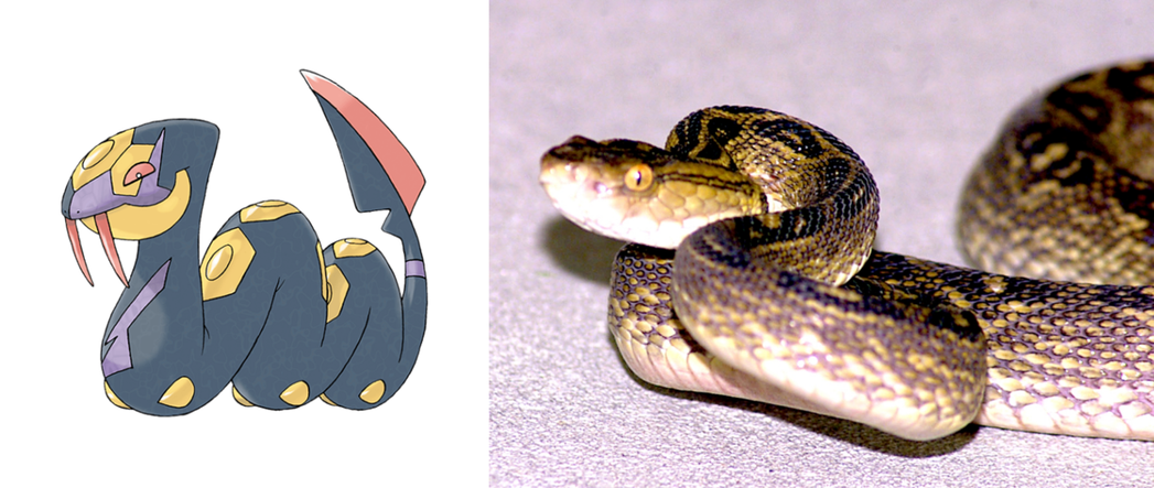 飯匙蛇（左）與波布蛇（右），身上的龜殼狀花紋是牠們的正字標記。 圖／寶可夢官網、...