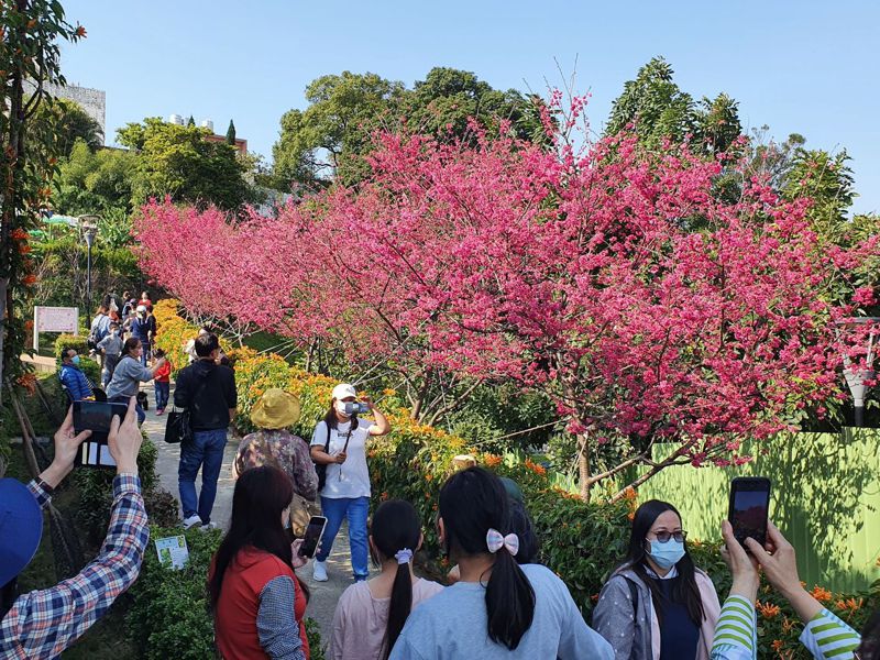 鶯歌永吉公園因炮仗花、櫻花同時盛開，吸引民眾到此打卡拍照。記者李定宇／攝影