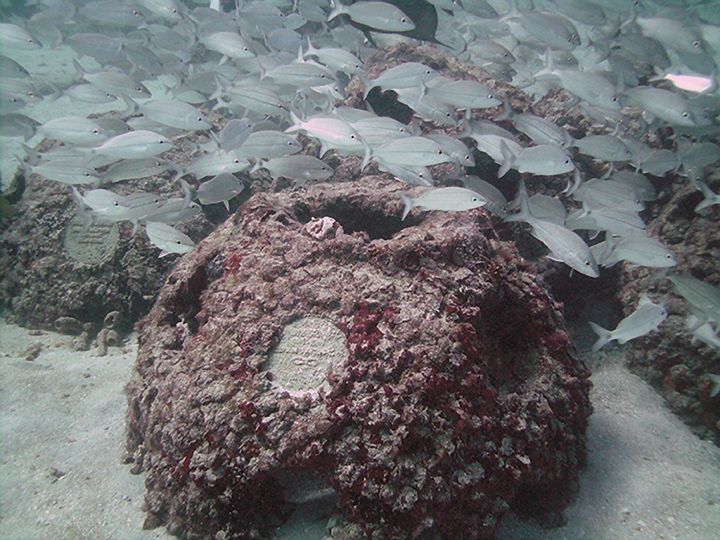 美國佛羅里達州的慈善機構 「永生礁」（Eternal Reefs），為熱愛海洋的...