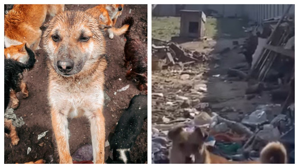 烏克蘭赫爾松市的狗狗慘遭戰火波及無家可歸、全身髒兮兮，收容所也被炸毀，狗狗們在槍彈聲四起的環境中不斷嗚咽。 (圖/取自臉書粉絲專頁)