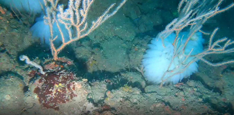 潮境保育區軟絲仔回到天然柳珊瑚產卵。圖／海科館提供