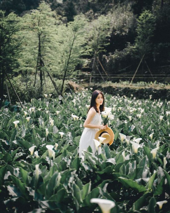 陽明山一整年都能賞花，接力在櫻花季後，是 3 月的竹子湖海芋季。  圖／IG@b...
