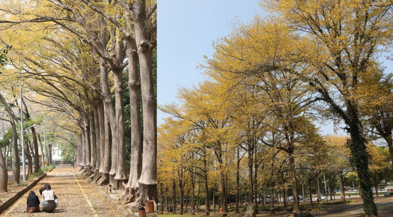 中正大學種逾千棵小葉欖仁樹，形成絕美黃金隧道　吸引遊客及攝影愛好者朝聖。圖／張文良提供