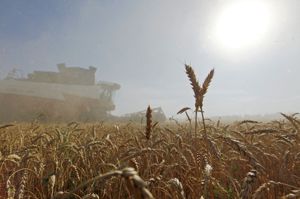 俄烏戰爭讓全球大宗商品期貨持續全線飆漲，小麥期貨已飆上2008年高點。路透