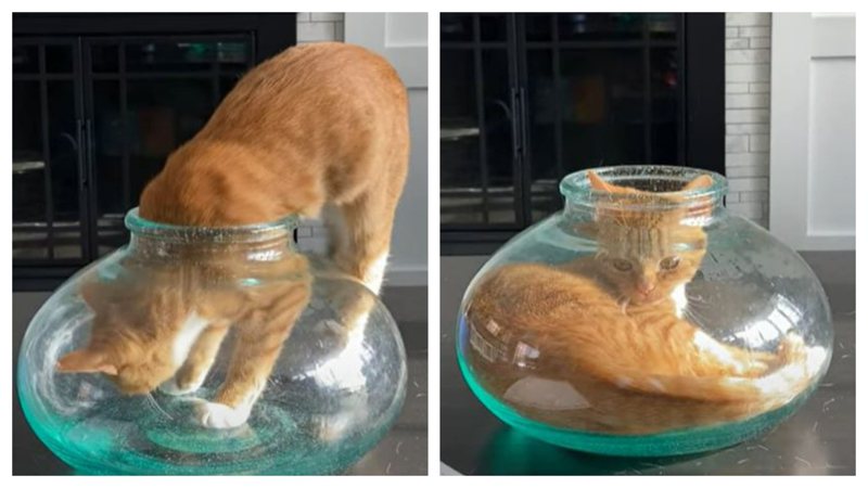橘貓把自己整隻貓都塞進小小的花瓶裡面，果然貓咪是液體做的。 (圖/取自Youtube)