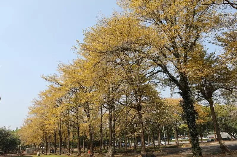 中正大學種逾千棵小葉欖仁樹，形成絕美黃金隧道　吸引遊客及攝影愛好者朝聖，4公里的...
