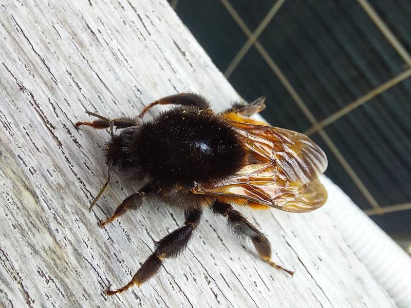 這隻黑色毛茸茸的蟲蟲原來是「熊蜂」。 (圖/取自臉書社團)