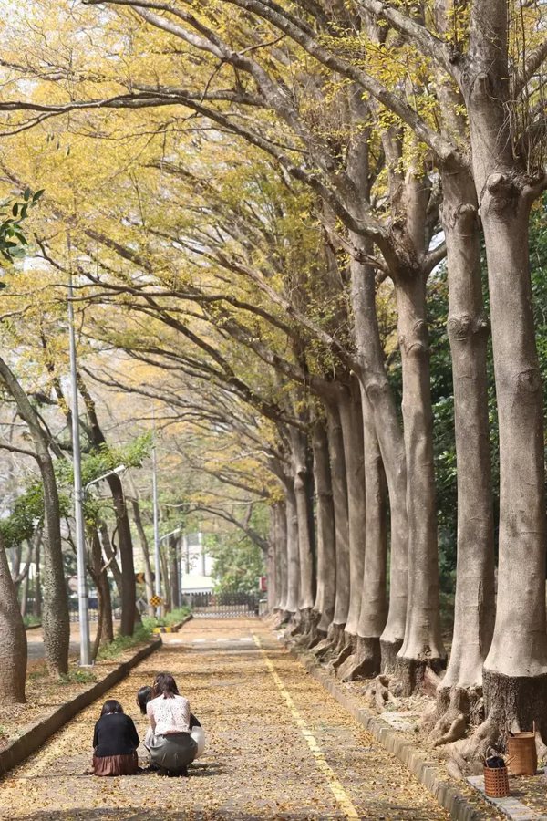中正大學種逾千棵小葉欖仁樹，形成絕美黃金隧道　吸引遊客及攝影愛好者朝聖，4公里的...