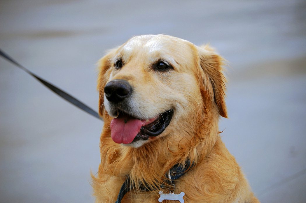 法國研究團隊發現狗狗經過訓練後可以準確嗅出新冠肺炎無症狀確診者。圖為黃金獵犬示意圖，非當事犬隻。（圖/ingimage）