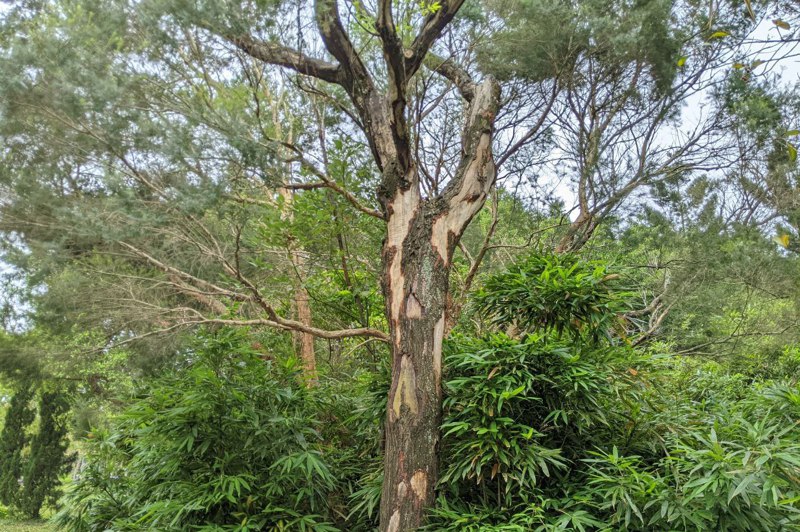 大安森林公園樹木大面積遭松鼠啃咬樹皮，恐有枯死風險。記者周彥妤／攝影