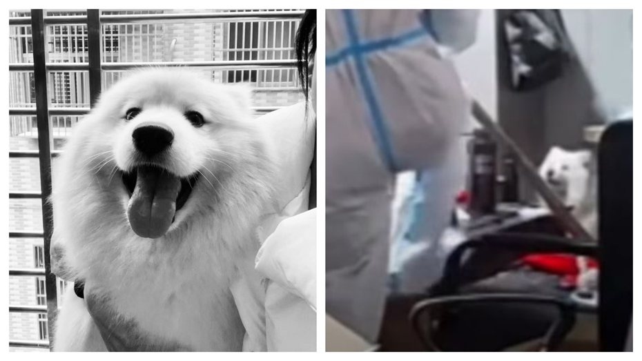 3歲的薩摩耶犬「雪球」在主人被隔離期間遭到防疫人員以不知是否會染疫為由活活打死。 (圖/取自微博)