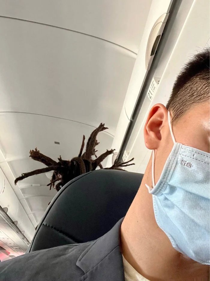 一名男網友搭飛機時感覺頭皮發癢，不料罪魁禍首竟是後方乘客綁的髒辮。圖/擷取自Dcard