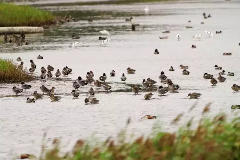 金城湖今年迎來水鴨鳥況。
 圖／新竹市府提供