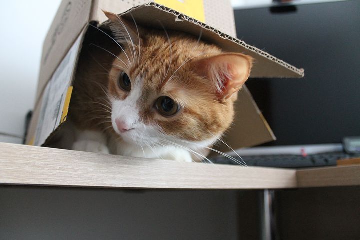 紙箱對貓咪來說是絕佳躲藏空間。圖／pixabay