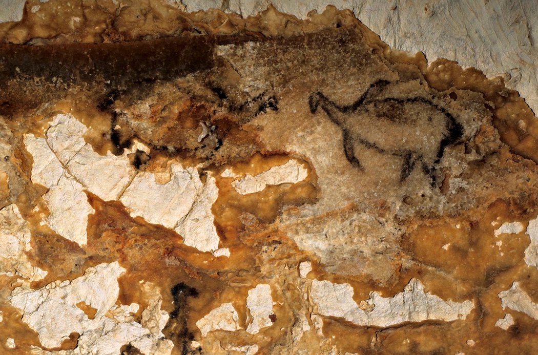 科斯凱爾溶洞裡的大海雀壁畫。
 圖／Bradshaw Foundation