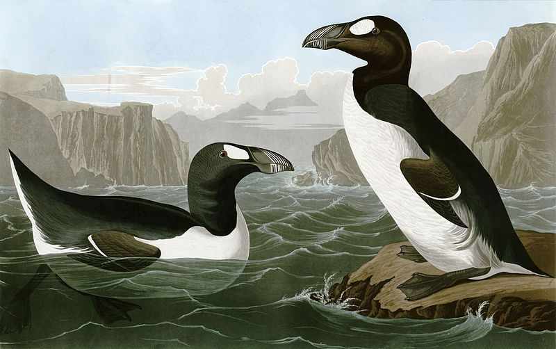 約翰．詹姆斯．奧杜邦在圖鑑《美國鳥類》裡為大海雀畫的圖像，不過他預計取材的時間是...