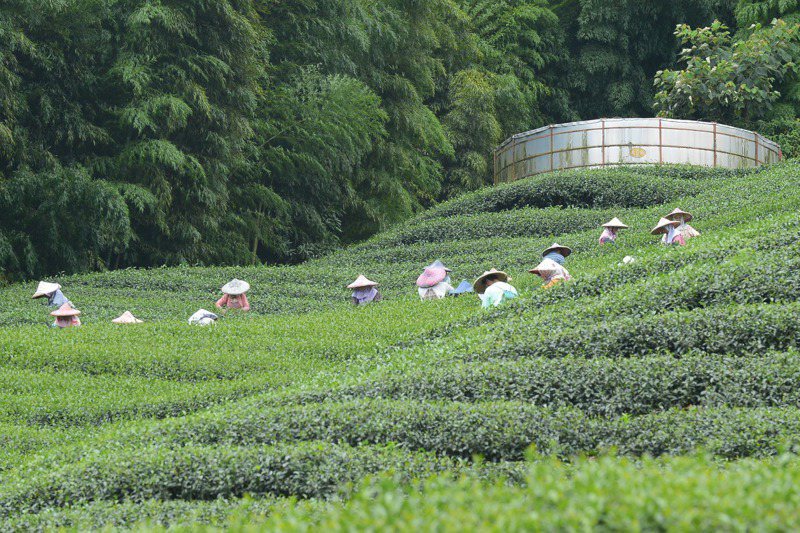 每年冬春兩季，是台灣茶豐收季節，但境外茶打入台灣市場後，影響茶葉交易市場真實性。記者黑中亮／攝影