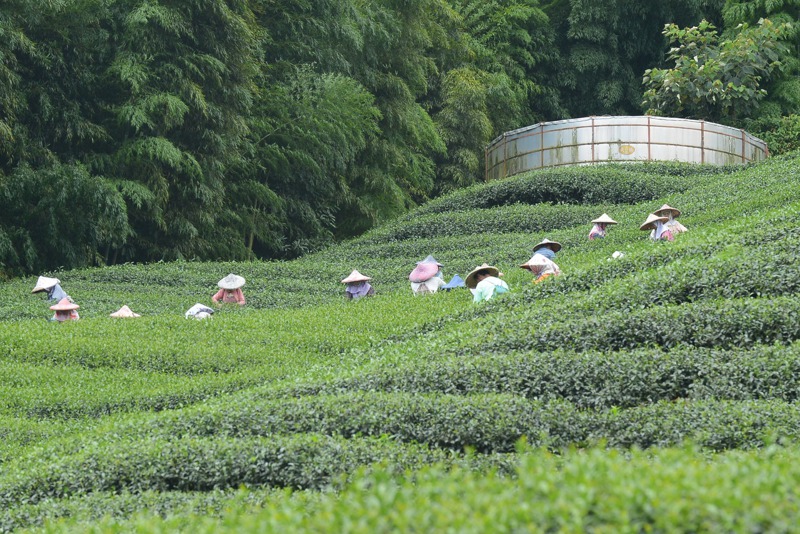每年冬春兩季，是台灣茶豐收季節，但境外茶打入台灣市場後，影響茶葉交易市場真實性。記者黑中亮／攝影