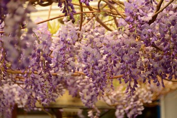 每年春初3月，優雅的紫藤花在瑞里陸續綻放。 圖／嘉義縣文化觀光局