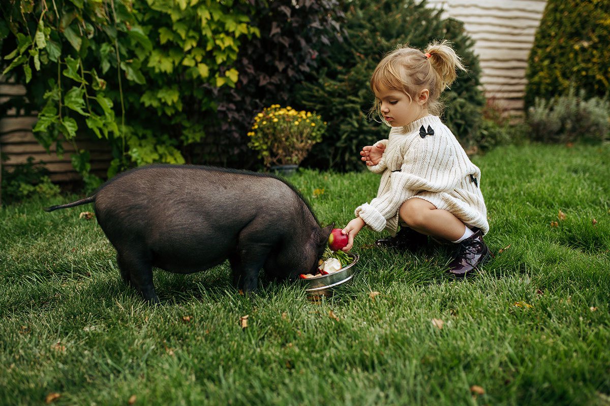 或許有一天，人類最好的朋友不再是狗，而是豬。<br />圖／ingimage