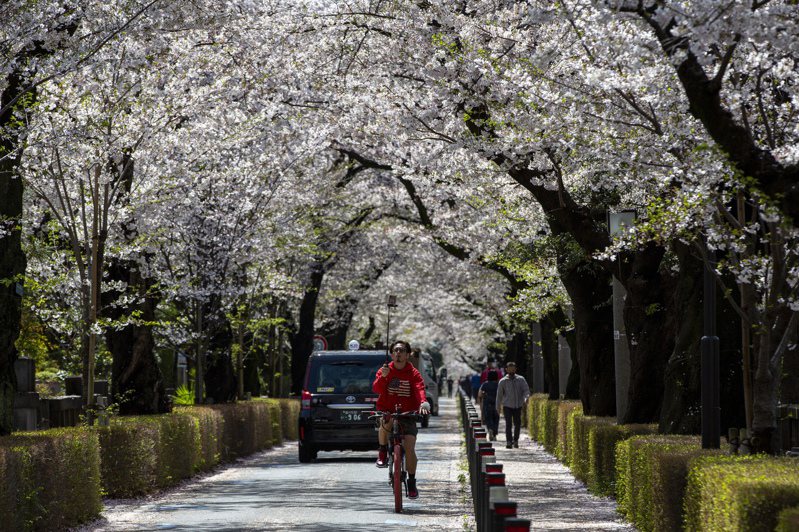 一年一度的日本樱花季即将到来。 美联社(photo:UDN)