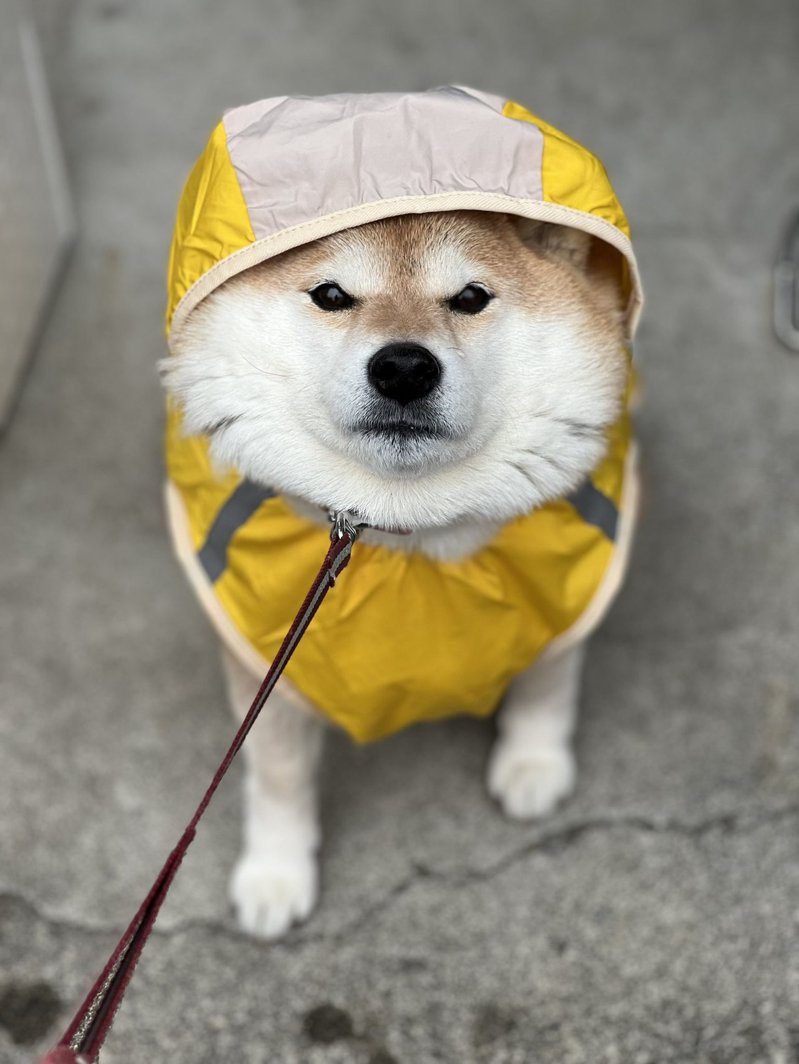 柴犬Hana相當抗拒在雨天出門散步。圖擷自@87shiba87