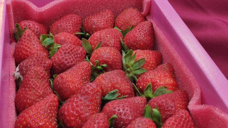 消基會在今年1月檢測市售草莓結果指出，國產草莓合格率為66.7％，日本草莓為20％，韓國草莓為100％。記者葉冠妤／攝影