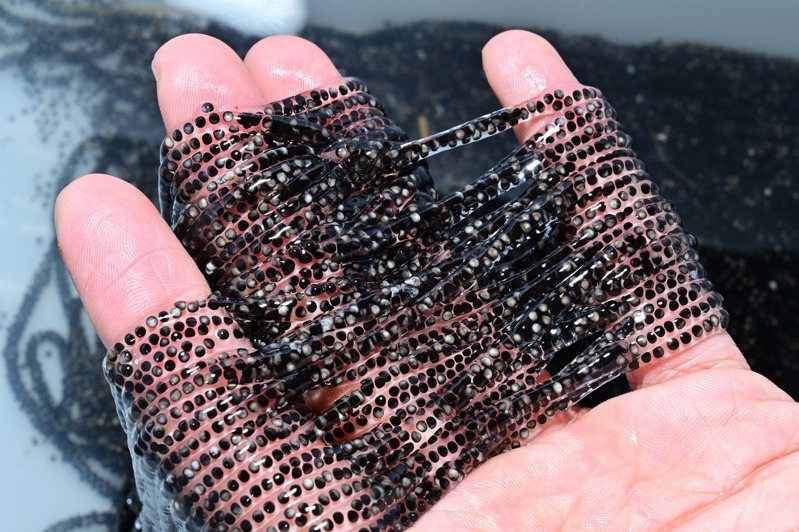 海蟾蜍卵串呈長條型，卵粒非常小，難怪一次可以產8000粒以上。圖／楊懿如提供 李鵬翔攝影