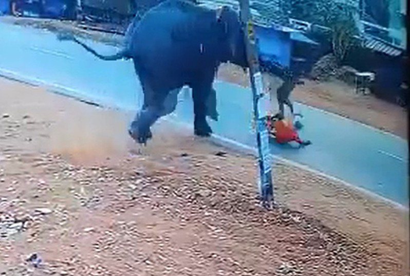 印度一頭大象疑似被觸怒，突然失控攻擊馴獸師及助手。 圖擷自@News18Kerala