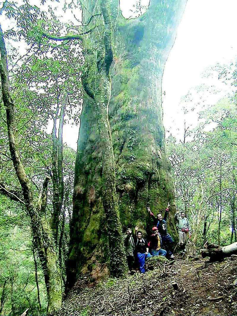 2002年3月12日，保密50多年的新竹縣尖石鄉北拉曼山檜木林巨木群，揭開神秘面紗。圖中的4號巨木，胸徑17.8公尺，需20人環抱。圖／聯合報系資料照片