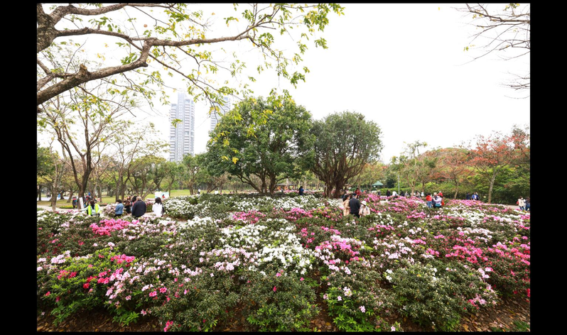 台北杜鵑花季即日起至3月31日，以大安森林公園為主要展場。記者王聰賢／攝影