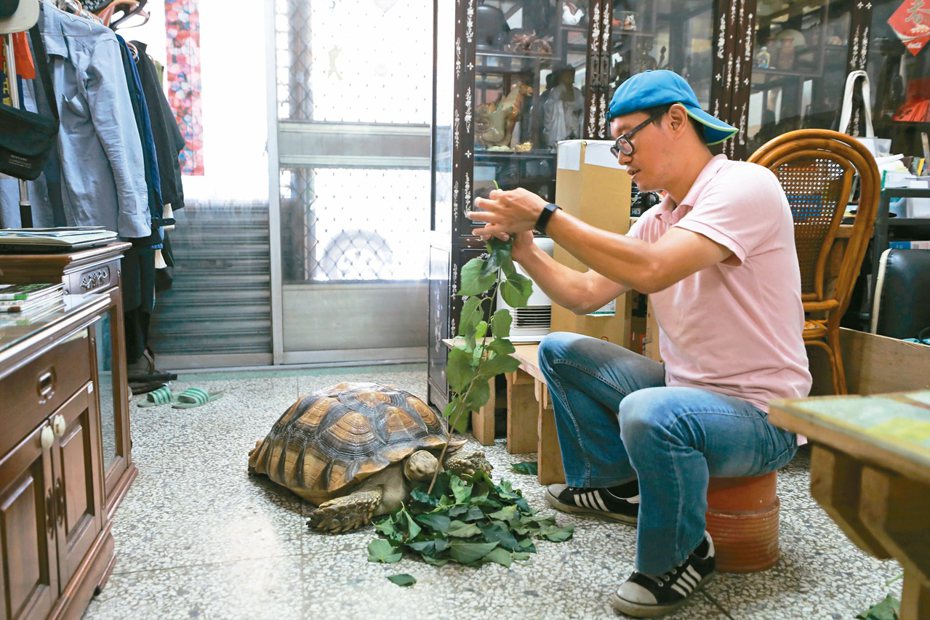 屏東環境教育規畫師林俊豪，在家裡收容遭到棄養的蘇卡達象龜。記者林奐成／攝影