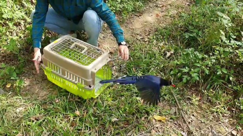 苗栗縣政府搶救台灣藍鵲一個多月，今天順利野放。圖／苗栗縣政府提供