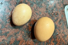 好市多褐殼雞蛋被嫌太小不推 釣出真相：蛋小才珍貴