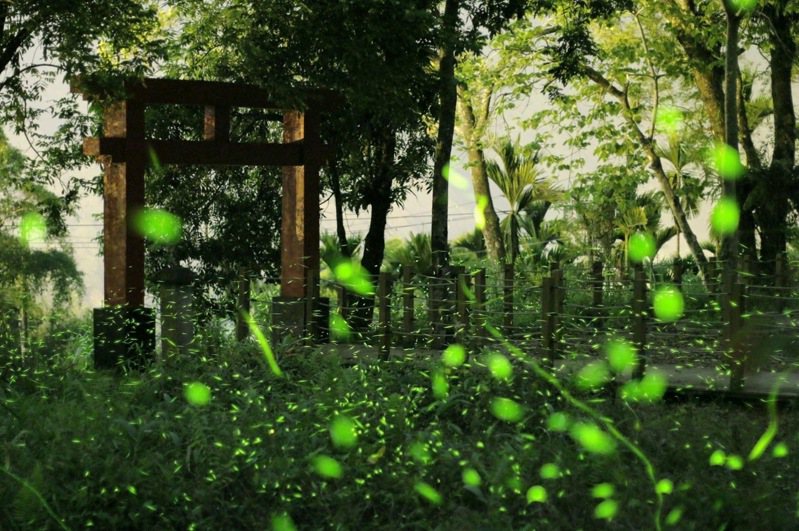 高雄那瑪夏螢火蟲數量眾多，每年3月中旬開始出現螢火蟲，圖為神社在螢況佳時留下的美照。圖／高市原民會提供