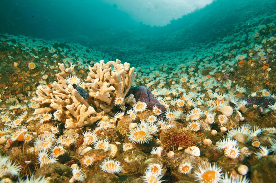 冷水珊瑚礁是豪澤曼研究的海洋物種之一。圖／勞力士提供