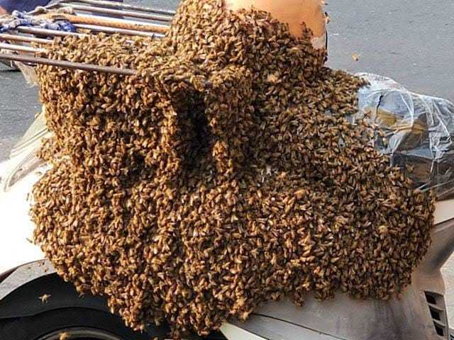 帶頭的女王蜂疑似迷路，讓尾隨的蜜蜂全停在路邊的機車上。圖擷自爆料公社