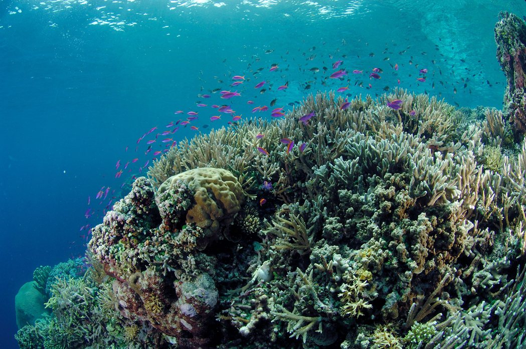 約有25％的海洋動物仰賴珊瑚礁生存。圖／勞力士提供