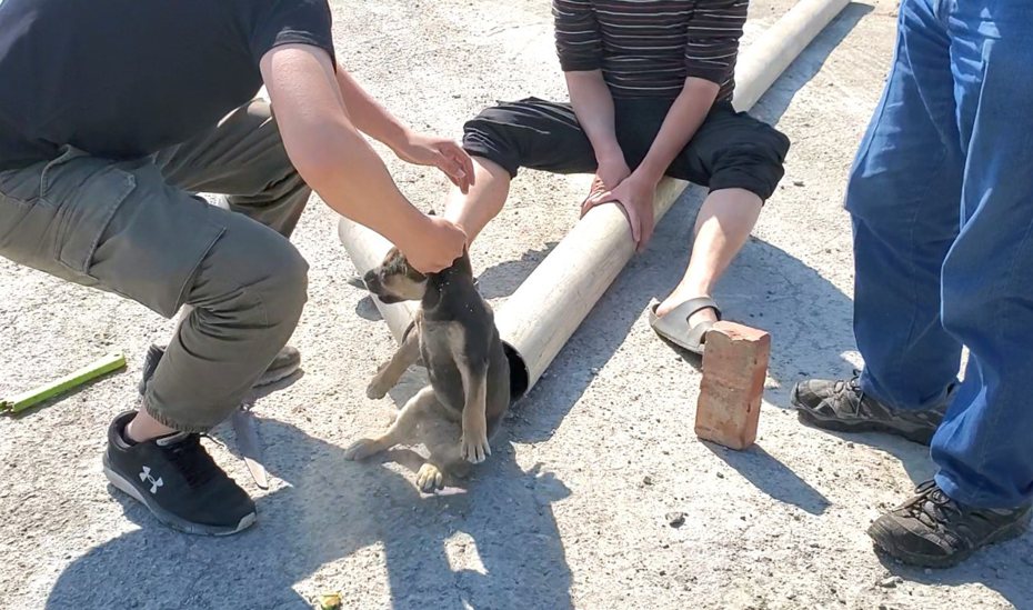 一隻2個多月大的幼犬鑽進水管卡住超過一周，台灣動物緊急救援小組擔心狗狗餓死，營救時抬起水管想把幼犬倒出來未成功，後來拿鋸子接力鋸了40分鐘，才解救成功。記者王昭月／翻攝