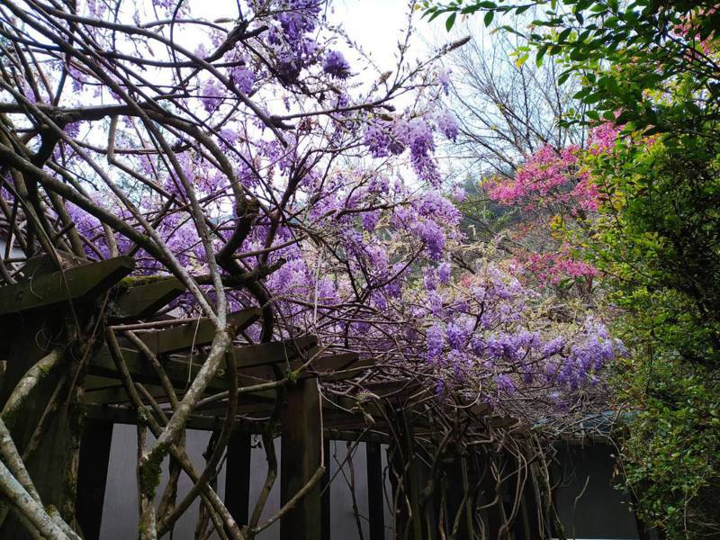 武陵山莊紫藤花也逐漸盛開，目前約已開了三成，預計可逐次綻放4月上旬。圖／武陵農場提供