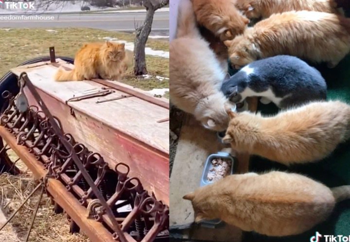 16隻貓貓享受農場生活。（翻攝自Tik Yok @freedomfarmhouse）