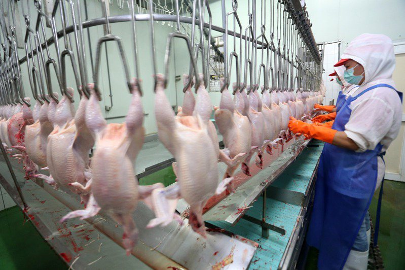 農委會主委陳吉仲表示，未來半年不缺白肉雞，但業者說，不缺，只是變貴而已。本報資料照片