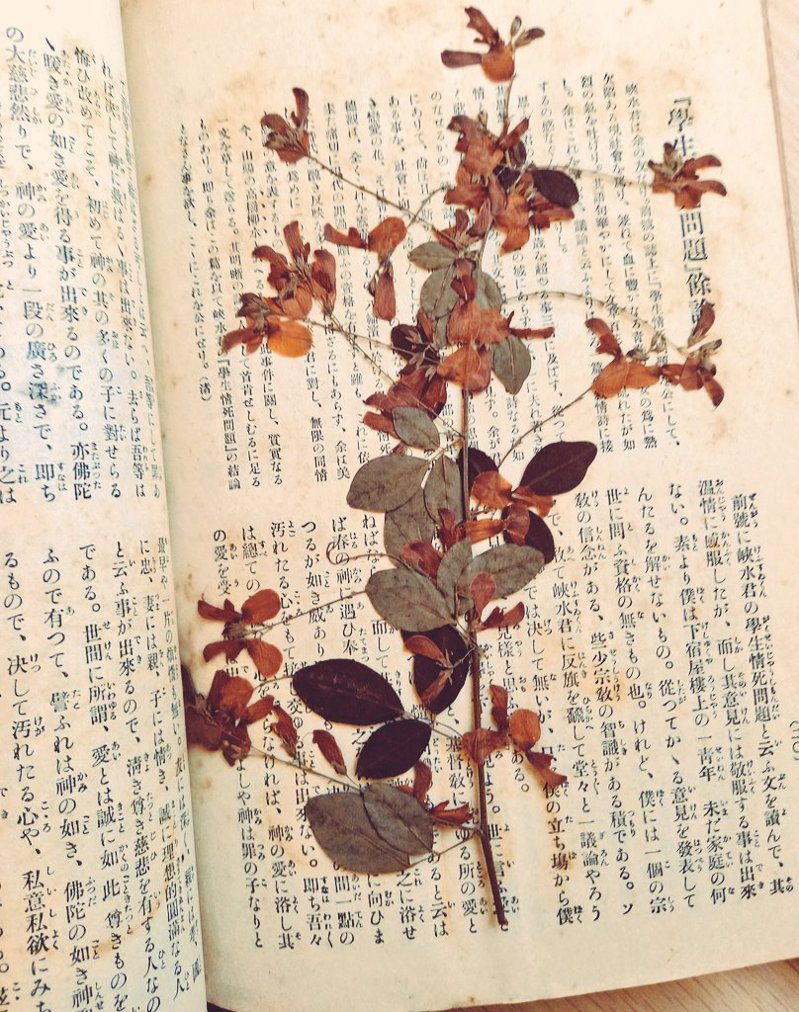 日本書商在一本百年前的舊書中，發現裡頭的押花書籤仍保持著完美的形狀。圖擷取自twitter