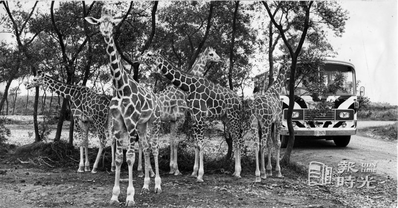 國內第一個野生動物園──六福村野生動物園，將在今天揭幕，招待各界有關人士，明天正式對外開放。  日期：1979/08/08．攝影：馮立罡．來源：聯合報