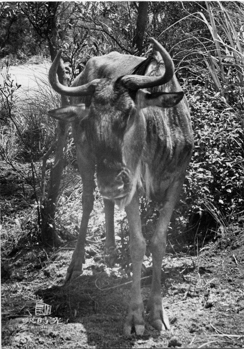 六福村野生動物園來了一隻長似水牛的角馬羚，見到如此牛頭牛面，體積又相近的動物讓大家搞清楚，還聘請動物專家趕來才了解牠是羊不是牛。日期：1979/08/30．攝影：馮立罡．來源：聯合報