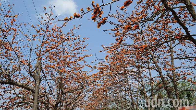 彰化縣二林鎮東螺溪畔木棉花盛開，這時候賞花也有機會賞鷹。記者簡慧珍／攝影