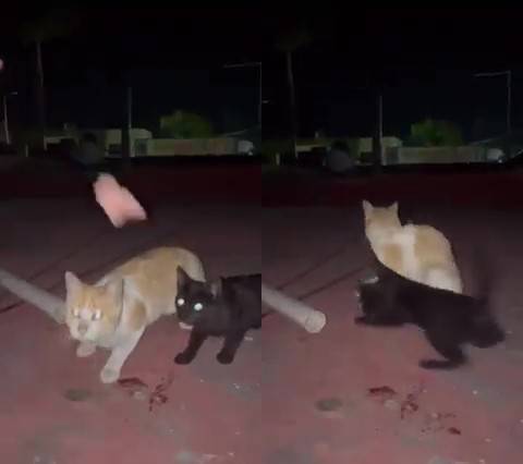 橘貓不客氣直接連黑貓帶肉塊「打包帶走」。圖／翻攝自臉書社團